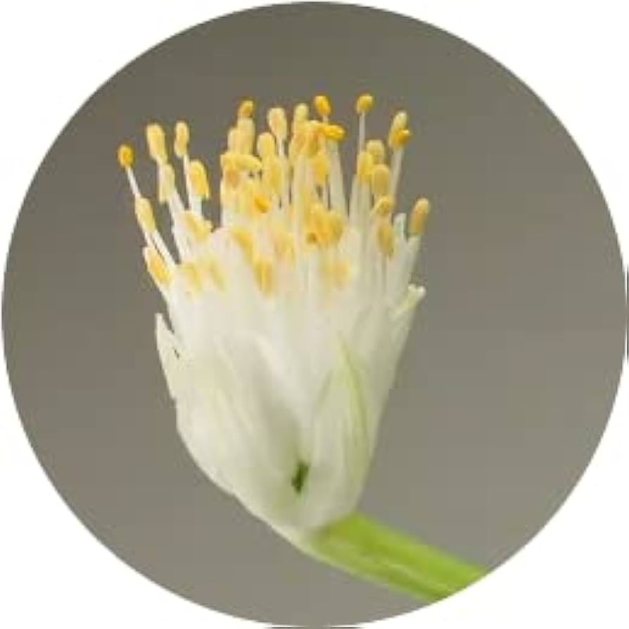 Amazon｜花芽付き！白花マユハケオモト/ハエマンサス （3849