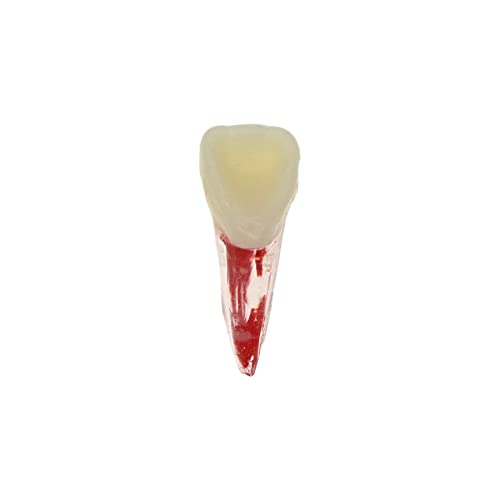 Generic BL08311518 10Pcs Dental Endodontic Root Canal Rct Practice Endo Teeth Tooth Model Pulp Study thumb #7