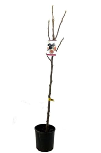 Planta Higuera Torera, higos negros, 100-120 cm. Ficus carica. Produce higos grandes, dulces y de piel morada, ideales para comer frescos. Segura Garden.