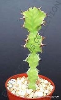 Seeds Euphorbia Granialata @ J @ Exotic Rare Seed Cactus Cactus Plants -5 Seeds: Only Seeds