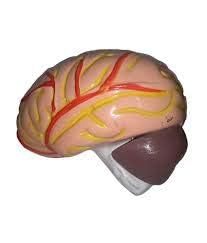 LabHouse Human Brain Model 3D Scientific Educational Model of Human Brain (Multicolour)