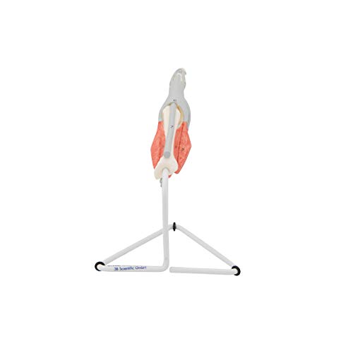 Image of 3B Scientific M19 Internal Finger Structure Model - 3B Smart Anatomy