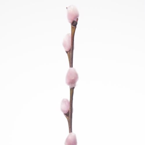 Tk Salix Chatons Rose 70 cm lot de 50 tiges à offrir pour une décoration poétique