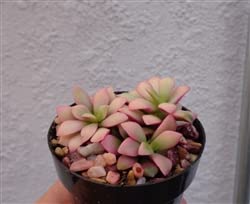 Cts Air Plants Anacampseros Sunrise Succulents Small Cluster Anacampseros Telephiastrum Variegata #TOP1