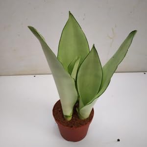 Sansevieria Moonshine Snake Plant ‘Night Owl’, Silver Green Air Purifying Indoor Plant, Rare Imported Variety for Home & Office Décor – With $ Inch White Pot, KK_L09-image-29