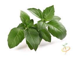 Indica Super Agri Green Sweet Genovese Basil Organic 100 Seeds Pack (B01F5UCBP6) Amazon Price History, Amazon Price Tracker