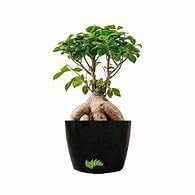Greenursery Ficus Ginseng Indoor and outdoor Bonsai Live Plant/Tree 7 Years Old With black pot (Pack of 1 Healthy Live Plant) (B0D3BBGLRK) Amazon Price History, Amazon Price Tracker