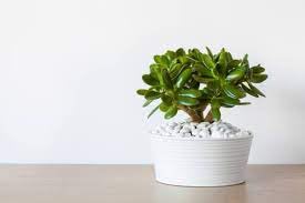 Grow Vatika Good Luck Jade Plant/Crassula Ovata Live Indoor Plants With Unique rounda Pot White Best for Living Room, Kitchen, Bedroom, & Office Table 1