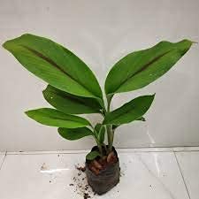 UGANIO PLANT Rare Black Turmeric Curcuma casil Medicinal Healthy Live Plant (B0B3Y93Q5N) Amazon Price History, Amazon Price Tracker