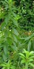 brahma jasti sapling plant, (clerodendrum serratum), bharangi, brahmana jhatia (B0BRKHG7R6) Amazon Price History, Amazon Price Tracker
