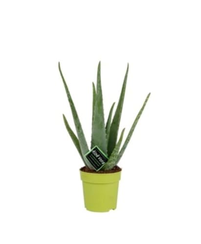 1 planta Aloe Vera, 25-30 cm. Planta natural suculenta de hojas c...