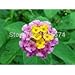 100 pcs / bag, Lantana seeds, potted seed, flower seed, variety complete, the budding rate 95%, (Mixed colors)