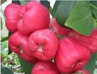 The Royal Crafty Exotic Fruit Rose Water Apple or Wax Apple Fruit Plant Rose Aroma for Home Garden (1 Healthy Live Plant) (Red) (B0CVRF3HT2) Amazon Price History, Amazon Price Tracker