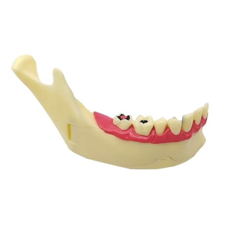 Modelo de anatomía de mandíbula desmontable y móvil para demostración médica 7