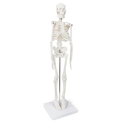 Image of Skeleton Anatomical Human Skeleton Model, a 17-inch mini Human Skeleton Model with Movable arms and Legs, a Scientific Model for Studying the Basic Details of the Human Skeletal System