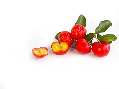 Acerola Pulver von Amazonas Naturprodukte – Natürliches Vitamin C