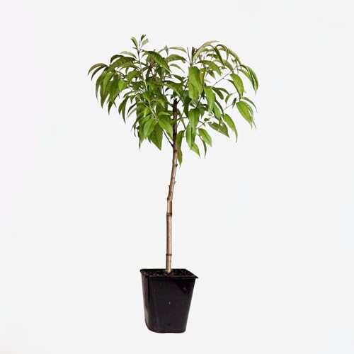 Plant in a Box - Prunus Persica 'Saturne' - Pfirsichbaum - Obstbaum - Winterharter Baum - Kübelpflanze - Gartenpflanze - Topf 15 cm - Höhe 60-70cm