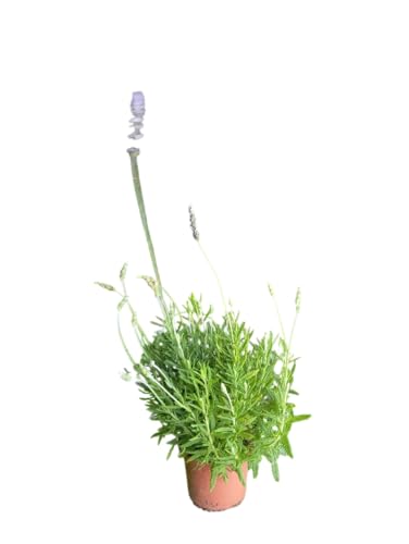 Arbusto de Lavanda Natural Planta Resistente y de Poco Riego