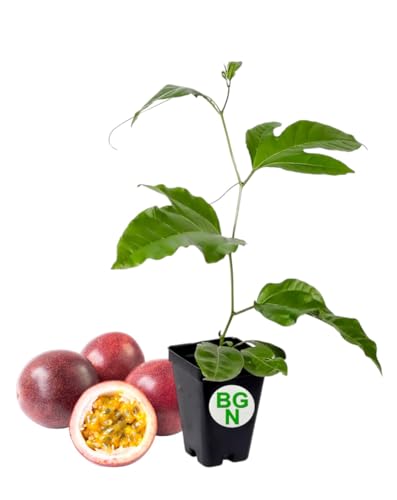 Cold Hardy 'Red Rover' Edible Passiflora Edulis - Edible Purple Passion Flower Fruit Vine - Live Plant Cold Hardy 'Red Rover' Edible Passiflora Edulis - Edible Purple Passion Flower Fruit Vine - Live Plant