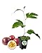 Passiflora Edulis - Red Rover - Live Plant - Purple Passion Fruit Plant - Edible