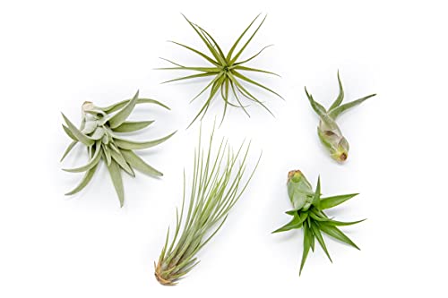 5 Pack of Classic Air Plants Variety - Live Succulent House Plants - Available in Wholesale and Bulk - Home and Garden Decor - Easy Care Indoor/Outdoor Air Plant