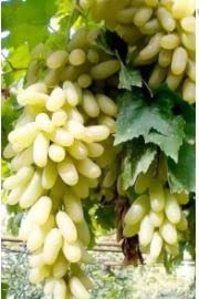 nature grapes fruit live plant (B09XB8TVKW) Amazon Price History, Amazon Price Tracker