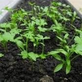 Sementes de Salsa Graúda Portuguesa 10g Blue Line Topseed