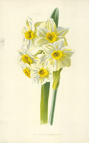 Polyanthus Narciss impression sur toile de Frederick Edward Hulme moderne 60x90cm