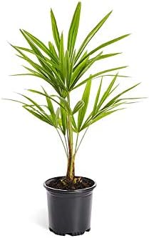 Windmill Palm Tree - Trachycarpus fortunei