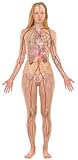 24'x36' Female Body, Organs. Human body diagrams [Laminated]