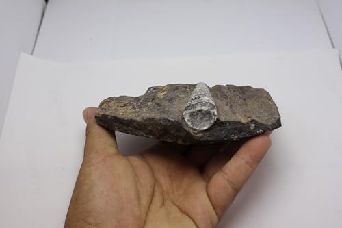 Image of Natural Orthoceras Fossil from Devonian Period Fossil from Morocco A309