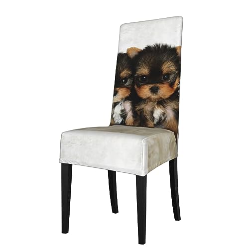 Yorkshire Terrier Cachorros Perros Lindos