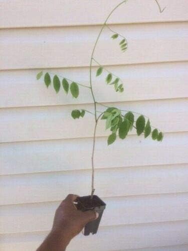 Miniatura 2 de 1 planta viva Blue Moon Wisteria Vine Plant 6-10" Hermosa planta de jardín #TND422