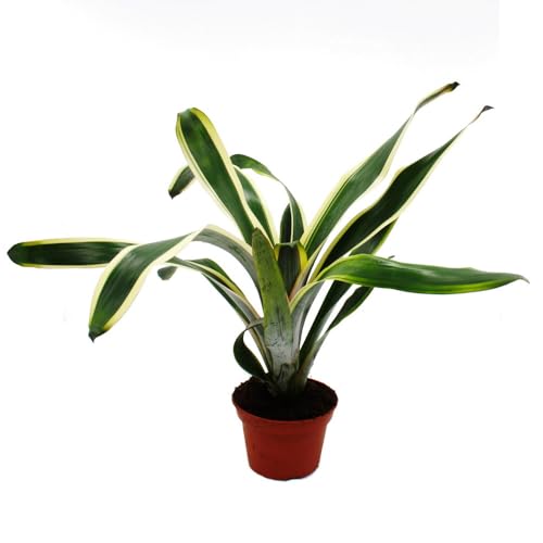 Lot de 4 mini broméliacées Nature's Touch en pot de 5,5 cm pour déco - 6
