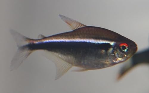 6 Pack - Black Neon Tetra Live Freshwater Aquarium Fish