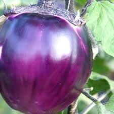 - Semi di melanzana Violetta Di Firenze, 30 qualità semi di alta, colore: Viola: Graines