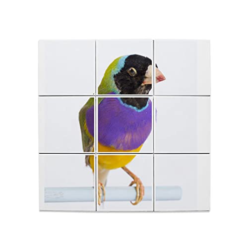 Carreaux Céramique 20x20 Faïence Murale Oiseau Exotique Multicolore