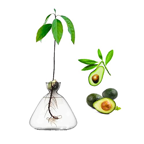 YWNYT Vaso per semi di avocado, vaso per germogli...