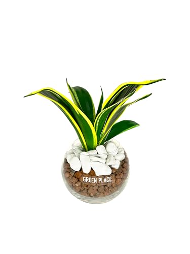 GREEN PLACE サンスベリア 観葉植物 本物 卓上 ミニ 【化粧石付き】 ハイドロカルチャー バルーン鉢 TN GREEN PLACE サンスベリア 観葉植物 本物 卓上 ミニ 【化粧石付き】 ハイドロカルチャー バルーン鉢 TN