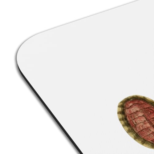 Set de table lavable mollusques lot de 4 pour protéger efficacement votre table des taches