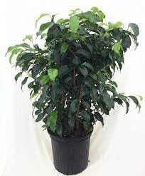 PlantaZee Live ficus Benjamina plant with Free Black Pot (B0CTMG15SS) Amazon Price History, Amazon Price Tracker