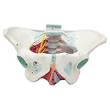 HUIGE Beckenbodenmuskelmodell, Weibliches Beckenmodell in Lebensgröße Mit Neuromuskulären Digitalen Markern, Medizinisches Korrekturmodell Für Weibliche Beckenrehabilitation