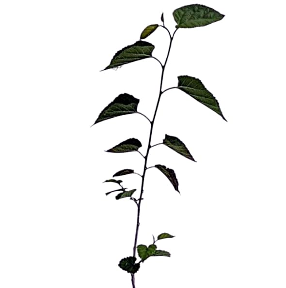 Planta natural Morus Alba. Morera Blanca 20-30 cm. En cepellón listo para plantar. Proporciona sombra, alimenta a los gusanos de seda, mejora el suelo y atrae aves frutales.