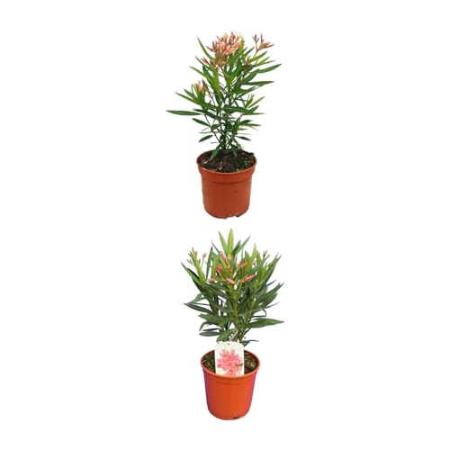 Dos Adelfa - Oleandro Rosa Natural en Maceta - Planta Arbustiva de Crecimiento Rápido