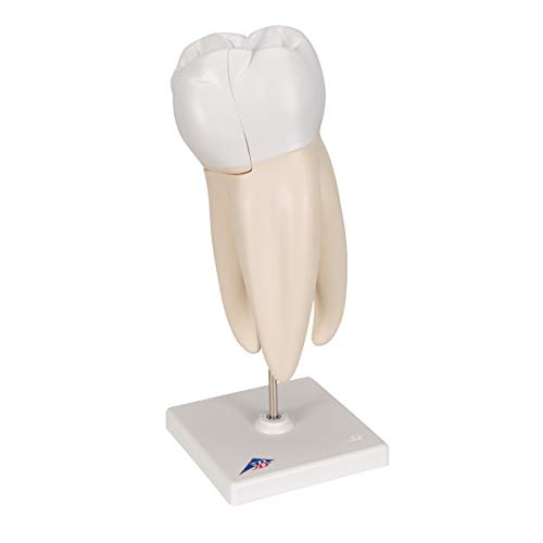 Image of 3B Scientific D10 /5 Upper Triple-Root Molar 3-part - 3B Smart Anatomy