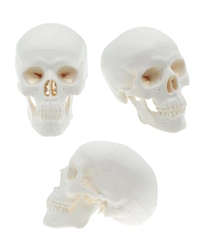 Qrebyq MNSM001 Mini Skull Anatomy Model thumb #1