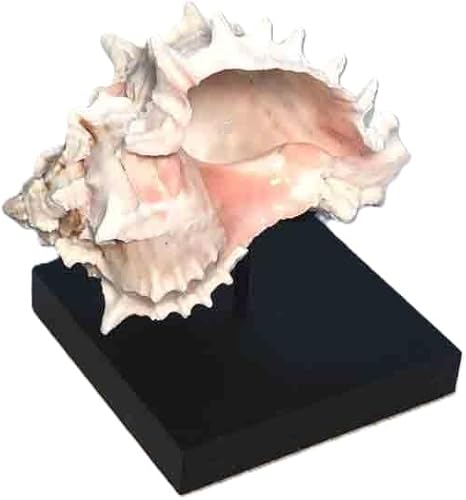 Soporte de exhibición de conchas marinas para minerales, esferas, rocas, conchas, pelotas de béisbol, lámparas de aceite antiguas, artefactos y