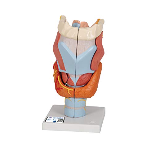 Image of 3B Scientific G21 Larynx 2x life size 7-part - 3B Smart Anatomy