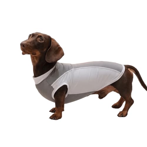 Gilet rafraîchissant pour teckel chiot corgi protection UV été