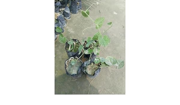 Parwal potol Live Plant Male & Female Pack of 2 (B0CP3GLR6X) Amazon Price History, Amazon Price Tracker